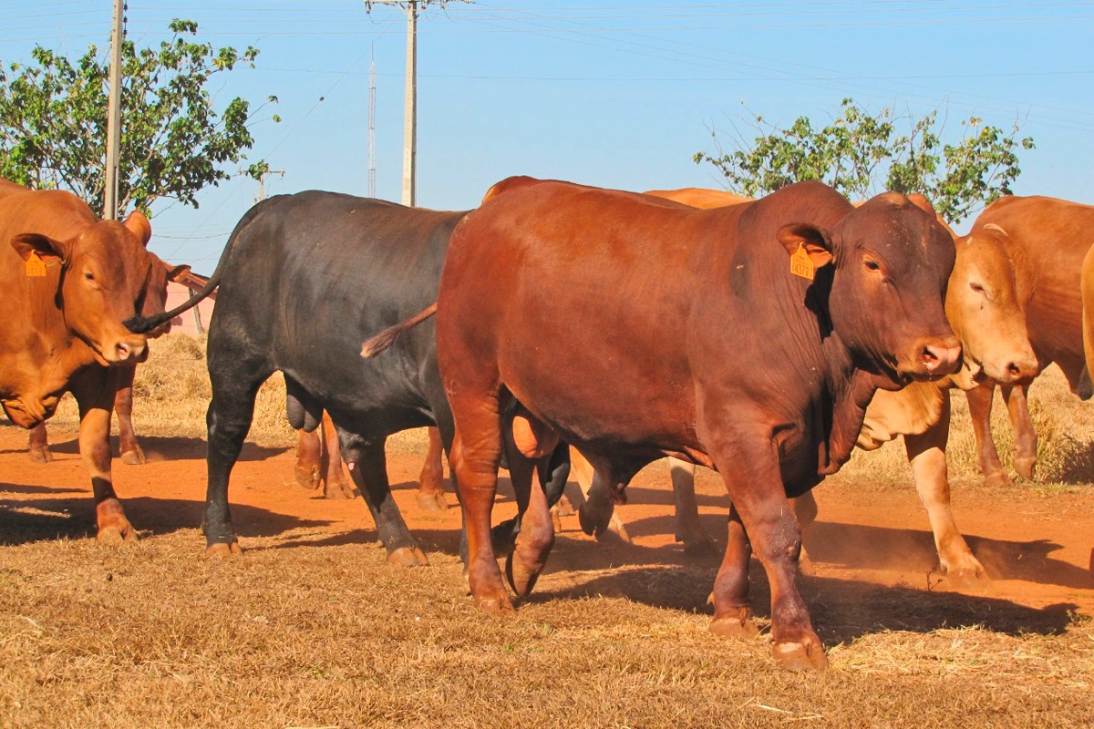 JP Agronegócios realiza De Olho na Fazenda e Leilão - Edição Especial 10 anos